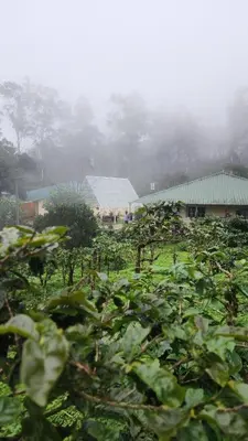 a field of plants with buildings in the background at Ibex Resorts, Valparai Mistly in Vālpārai