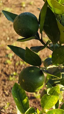 a branch of a lime tree with green leaves at Orange Valley Farm Resort in Munnar