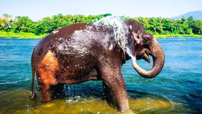 an elephant standing in a body of water at Rustic Retreat in Perumbavoor