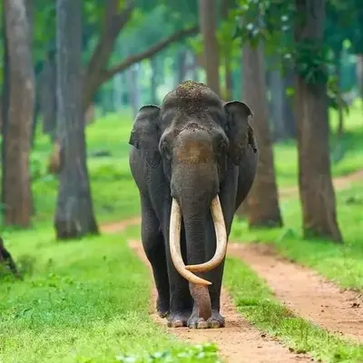 an elephant walking down a dirt road at Blue mount stay in Gūdalūr