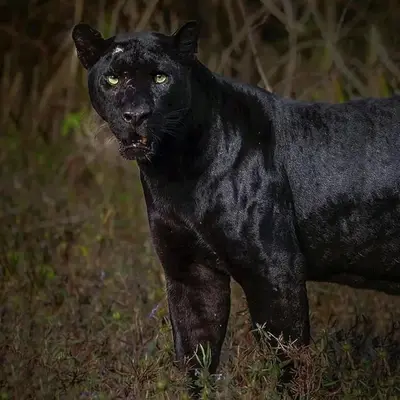 a black panther standing in the grass at Blue mount stay in Gūdalūr