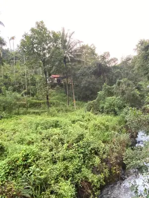 a field of vegetation with a river in the background at Plantation stay in Kuttyādi