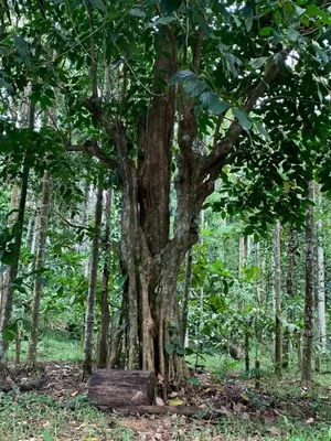 a tree in the middle of a forest at Cuppa Creek Homestay in Madikeri
