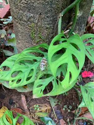 a frog sitting on top of a green plant at Cuppa Creek Homestay in Madikeri