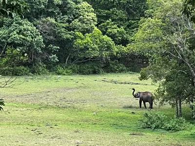 an elephant standing in a field with trees at Jungle Getaway Wayand in Pulpally