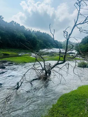 a dead tree in the middle of a river at Golden Hills cottage munnar Mankulam Munnar in Viripara