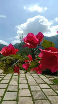 a group of red roses sitting on a brick path at PADIKKAL BUNGLOW in Vayittiri