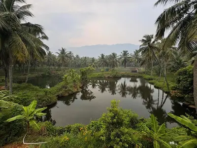 a river in a field with palm trees at Evergreen Homestay in Kollengode