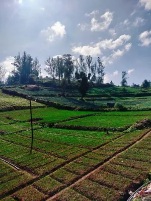 a field of crops with trees in the background at Harvest Hill View Cottage in Ooty