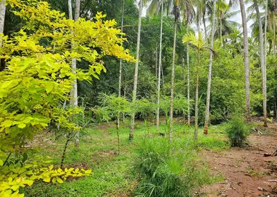 a forest of palm trees with yellow flowers and grass at Nutmeg Farmstay with Pool, Vadakkencherry, Palakkad in Vadakkāncheri