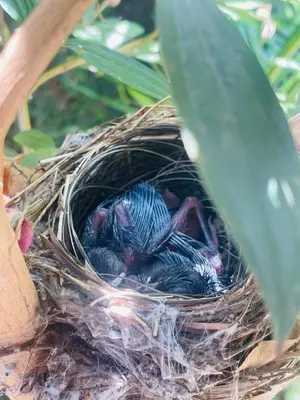 a nest of birds sitting in a tree at LAKSHMI NIKUNj Estate Stay in Madikeri