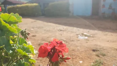 a red flower on a bush in a yard at Cliff Club Resort Ooty in Ooty