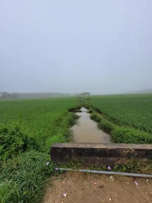 a field with a dirt road in the middle at The Forest Temple in Kaniyāmbetta
