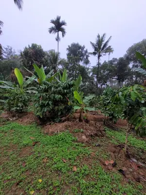 a field of plants with palm trees in the background at The Forest Temple in Kaniyāmbetta