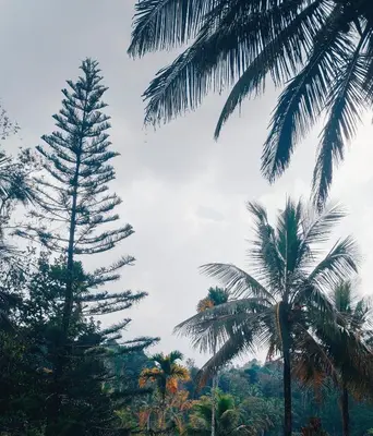 a group of palm trees in a forest at JoeAnn Villa in Kalpetta