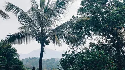 two monkeys sitting on top of a palm tree at JoeAnn Villa in Kalpetta