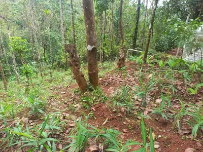 a tree in the middle of a forest at Pepper Mist Wayanad Homestay in Tindummal