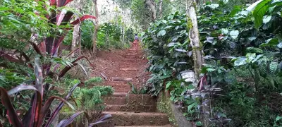 a path in the middle of a jungle with stairs at Pepper Mist Wayanad Homestay in Tindummal