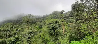 auliculiculiculiculiculiculiculiculiculiculiculiculiculiculic at Spinson Home Stay in Madikeri