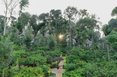 an umbrella in the middle of a forest of trees at Dhanagiri Homestay Wayanad in Vythiri