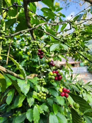a bunch of green and red berries on a tree at Yaala - Coorg Riverside Retreat in Napoklu