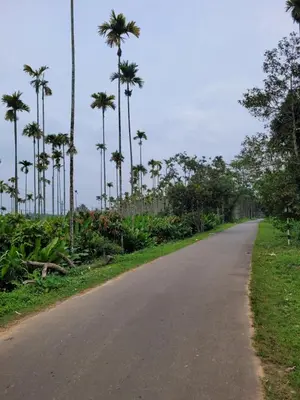 an empty road with palm trees on the side at Wayanad Villa homestay in Meenangadi