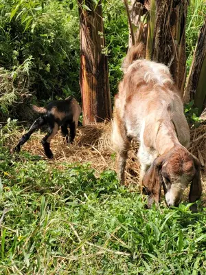 a dog and a cat playing in the grass at Wayanad Villa homestay in Meenangadi