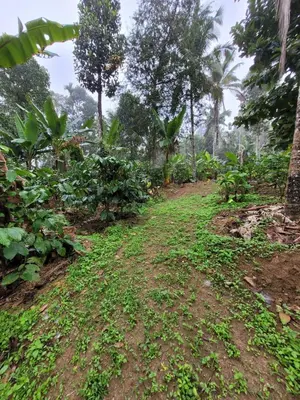 a dirt path in a forest with trees and plants at Wayanad Villa homestay in Meenangadi