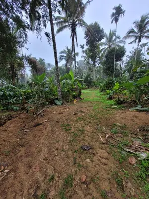 a dirt field with palm trees in the background at Wayanad Villa homestay in Meenangadi