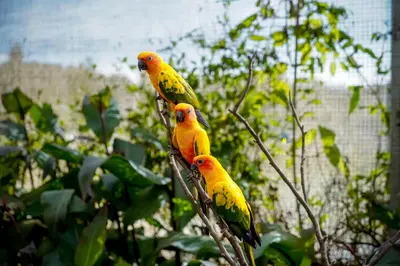 three birds are sitting on a tree branch at Virgin Valley Leisure Resort in Ooty