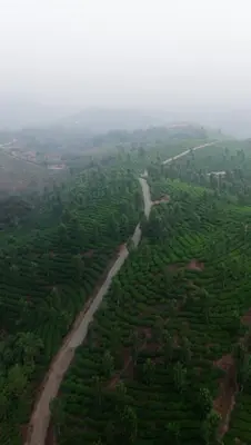 an aerial view of a road in a forest at Vintage Coffee Estate 3 Bedrooms 1 Cottage in Wayanad
