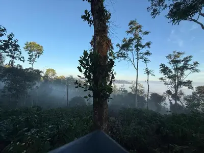 a tree in the middle of a forest at The Cozy Clouds Hill Saty in Madikeri