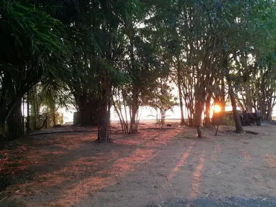 a group of trees with the sun shining through them at Green Haven Homestay in Kodungallūr