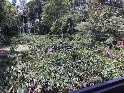 a garden filled with lots of green plants at Snow Drop Villa in Gonikoppal