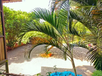 a palm tree in a yard next to a house at GIRASSOL the hill villa in Vythiri