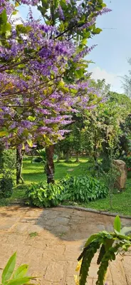 a flowering tree with purple flowers in a park at Pannadikadu Homestay in Sethumadai