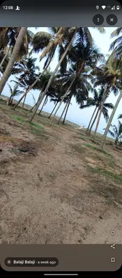 a view of a group of palm trees on a beach at Katadi beach homestay in Trichūr