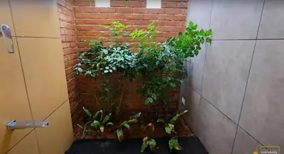 a brick wall with a bunch of plants at Solace Villa 2BHK AC in Kakkayam
