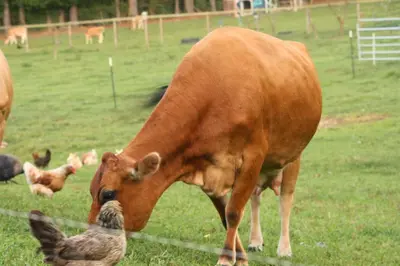 a brown cow standing in a field next to chickens at Nila Organica Farm Stay in Palakkad