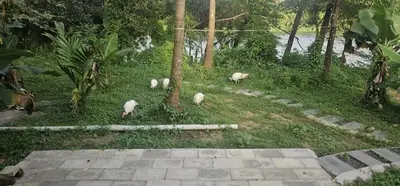 a group of birds walking around in the grass at Nila Organica Farm Stay in Palakkad