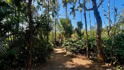 a dirt path through a forest with palm trees at Lotus Exotica Homestay in Suntikoppa