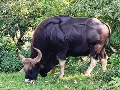 a large animal with horns grazing in the grass at Jungle view in Coonoor