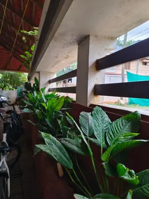 a group of plants sitting next to a wall at Ashirvad Homes in Mannārakkāt