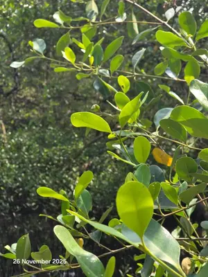 a green tree with green leaves on it at Thiruthi Homestay in Vallikunnu