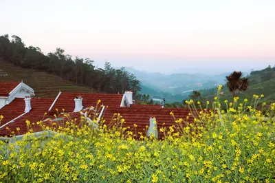 a field of yellow flowers in front of houses at Jennings Abode Doddabetta in Ooty