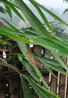 a close up of a green plant next to a fence at Royal Valley Apartment in Kalpetta