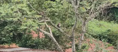 two monkeys sitting on top of a tree at View Point Stay Coorg in Madikeri