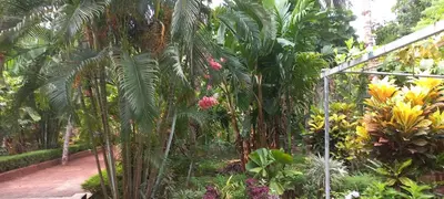 a garden with palm trees and other plants at greenview homestay Mayyil in Parassinikadavu