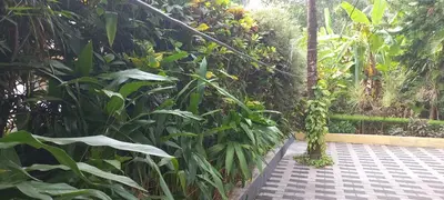 a garden with green plants and a walkway at greenview homestay Mayyil in Parassinikadavu