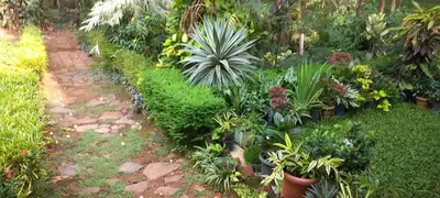 a garden with lots of plants and flowers at greenview homestay Mayyil in Parassinikadavu